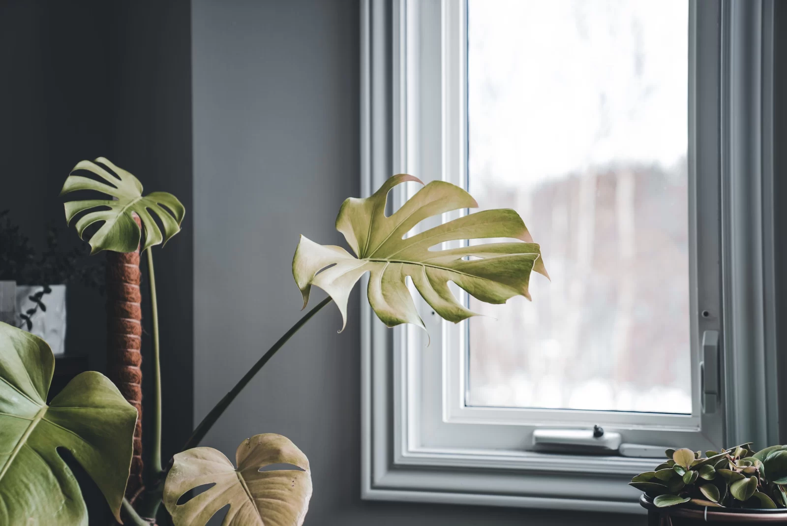 Swiss Cheese Plant